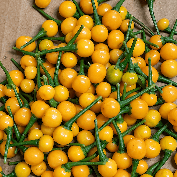 Aji Charapita – A különleges perui chili titkai 3 Aji Charapita Aranysarga chili paprika halom