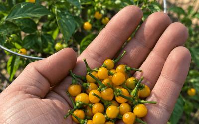Főoldal 12 Aji Charapita – A különleges perui chili titkai