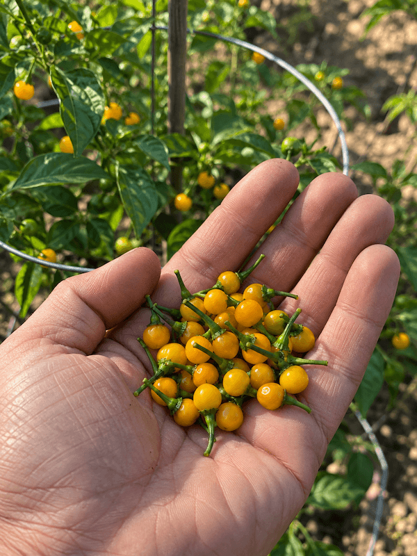 Aji Charapita – Napfényes sárga paprikaszüret Aji Charapita - Napfényes sárga paprikaszüret