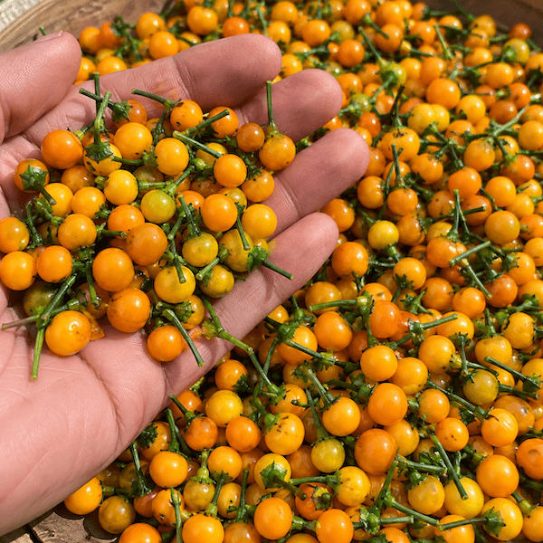 Aji Charapita – A különleges perui chili titkai 1 Aji Charapita Narancssarga paprikabogyok a tenyerben